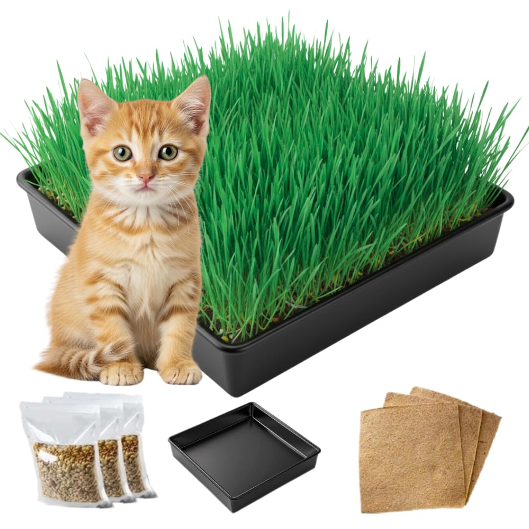 Cat Grass Growing Kit with Organic Seed E2013